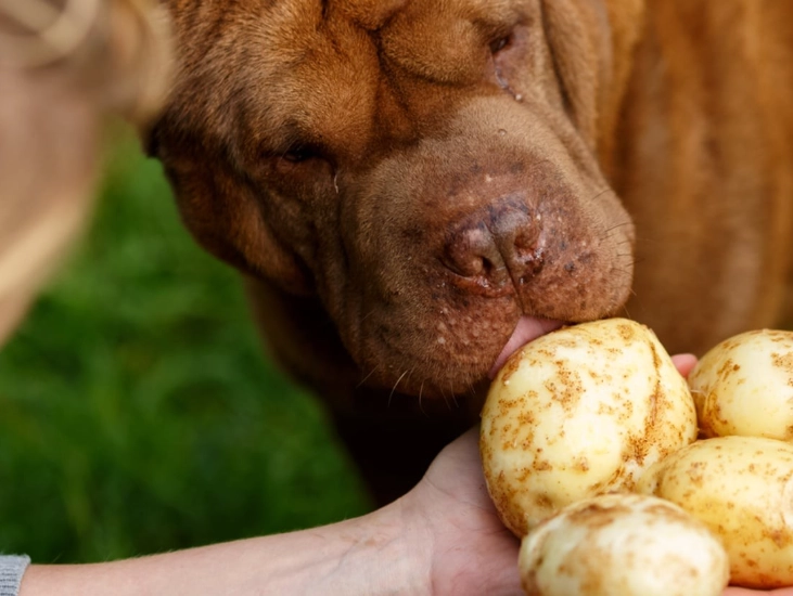 feeding potatoes to dogs