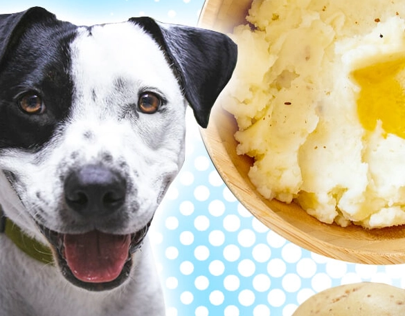 potatoes for dogs