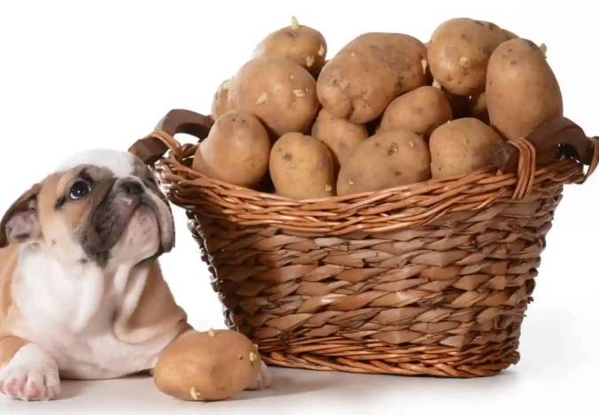 can dogs have potatoes