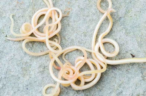 worms in dog poop