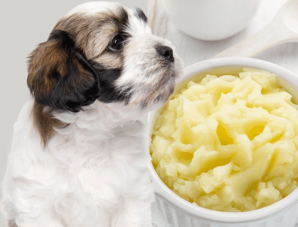 can dogs eat potatoes
