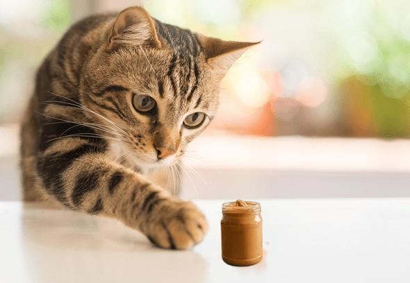 peanut butter toxic to cats