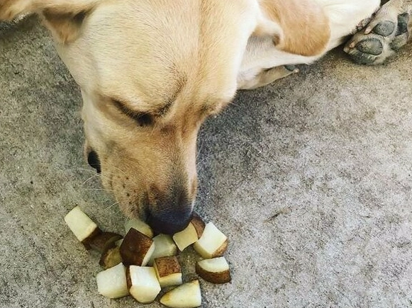 feeding potatoes to dogs