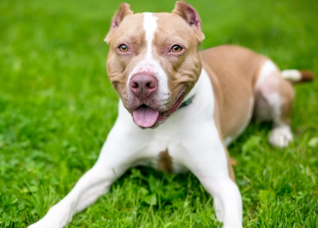 pit bull temperament pit bull temperament