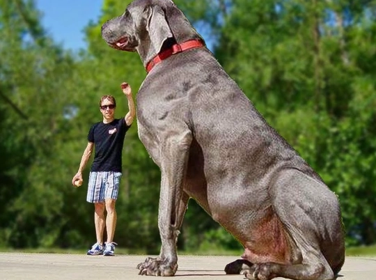 largest dog breed largest dog breed