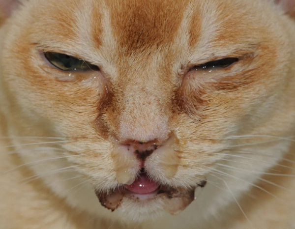 feline herpesvirus transmission feline herpesvirus transmission