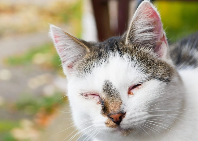feline herpes symptoms feline herpes symptoms