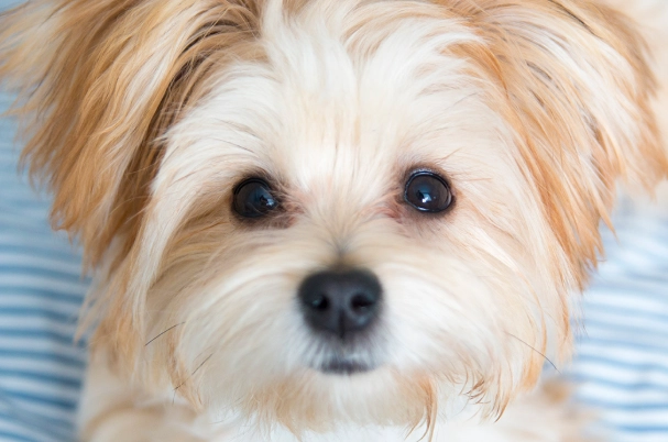 morkie full grown morkie full grown