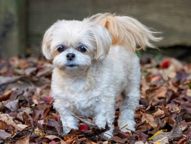 shih tzu poodle mix