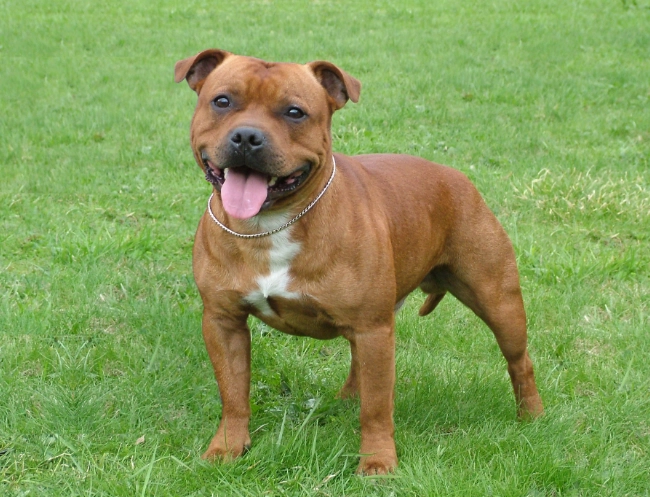staffordshire bull terrier