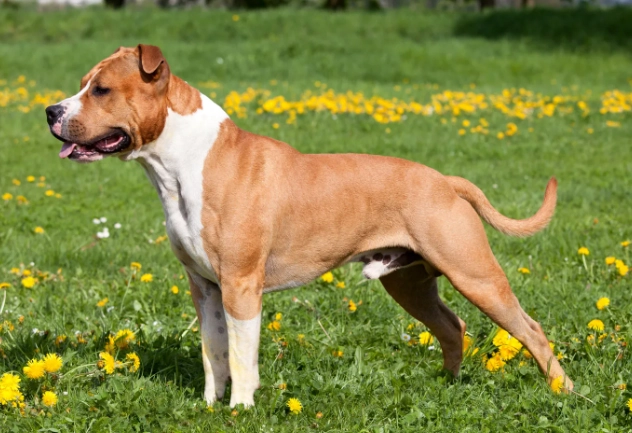 staffordshire bull terrier care