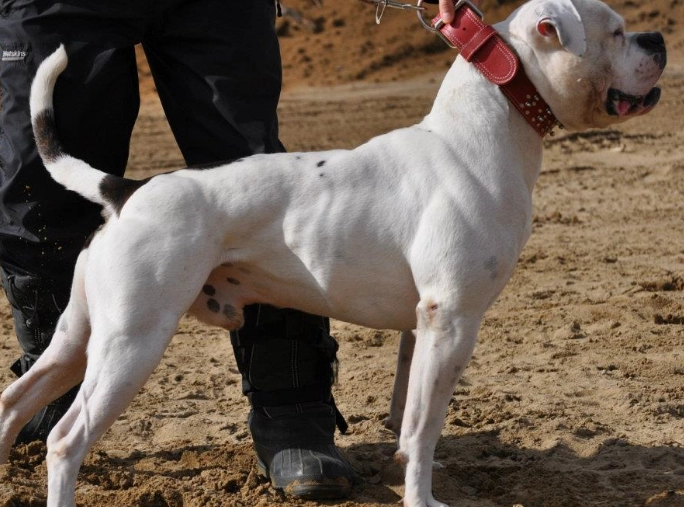 american bulldog health issues american bulldog health issues