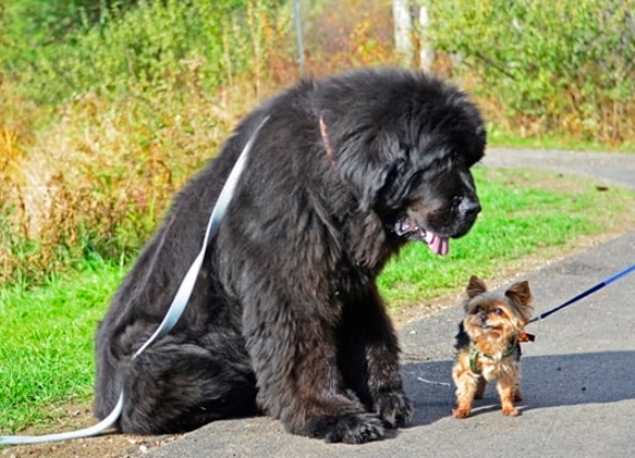 giant dog care giant dog care