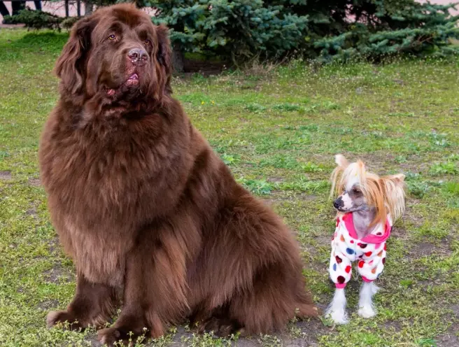 giant dog care giant dog care