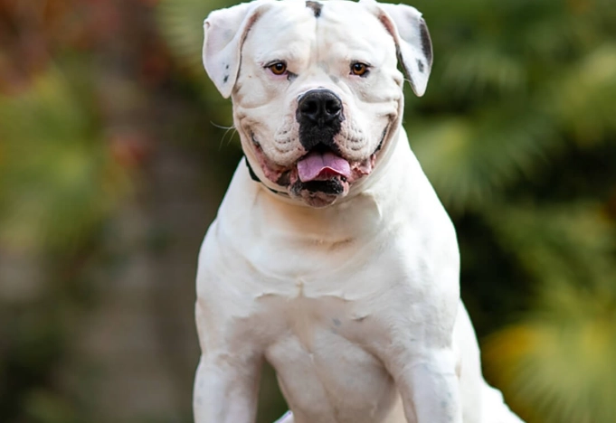 american bulldog health issues american bulldog health issues