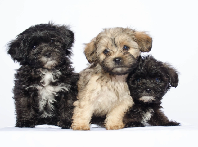 shih tzu poodle mix