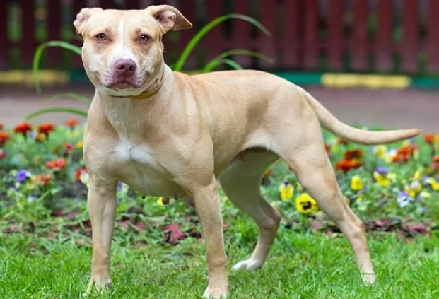 pit bull training tips pit bull training tips