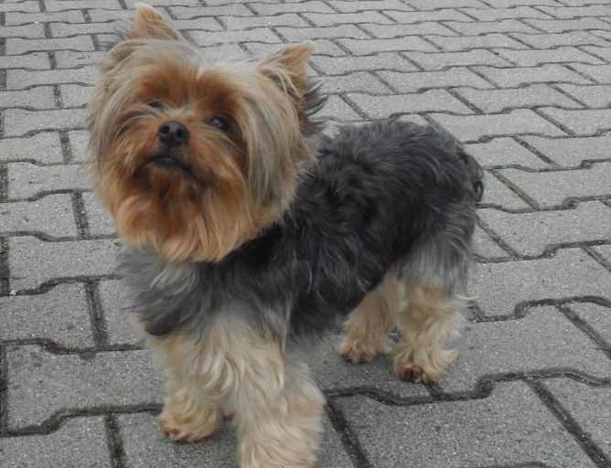 morkie puppy morkie puppy