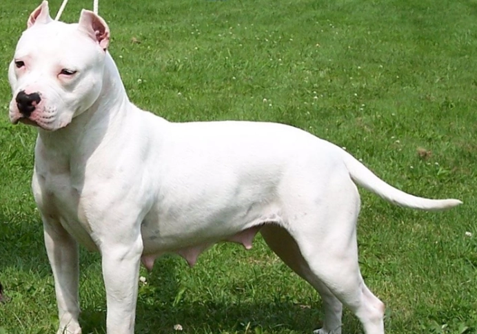 pit bull care guide pit bull care guide