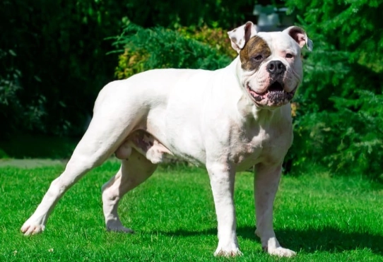 american bulldog temperament american bulldog temperament