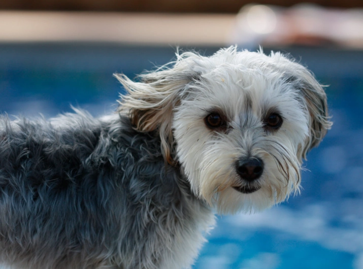 morkie puppy morkie puppy