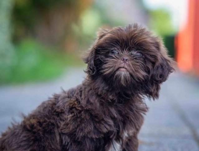 shih poo