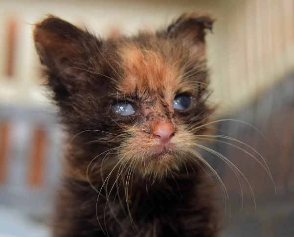 feline herpes treatment feline herpes treatment