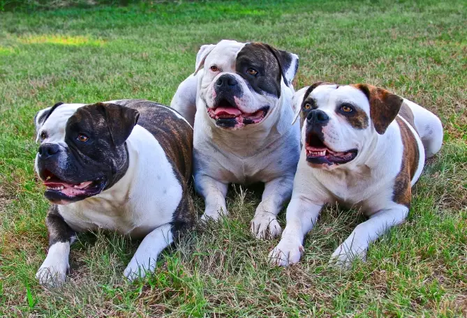 american bulldog health issues american bulldog health issues