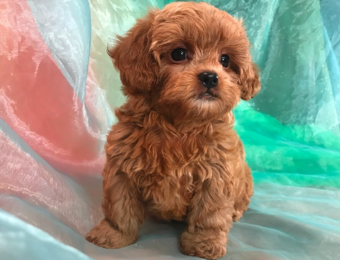 dog breed shih tzu poodle