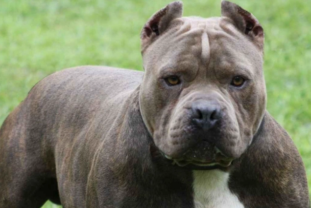 pit bull care guide pit bull care guide