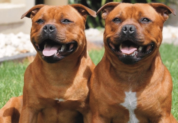 staffordshire bull terrier