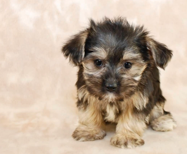 morkie full grown morkie full grown