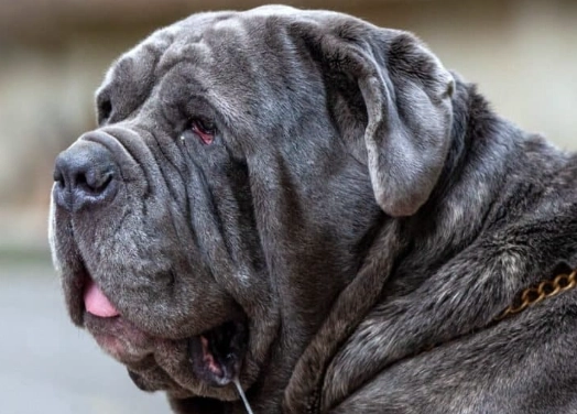largest dog breed largest dog breed