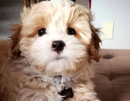 shih tzu poodle mix