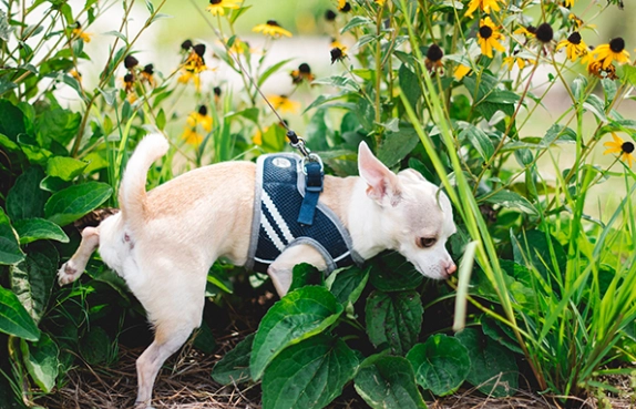 how to treat dog uti