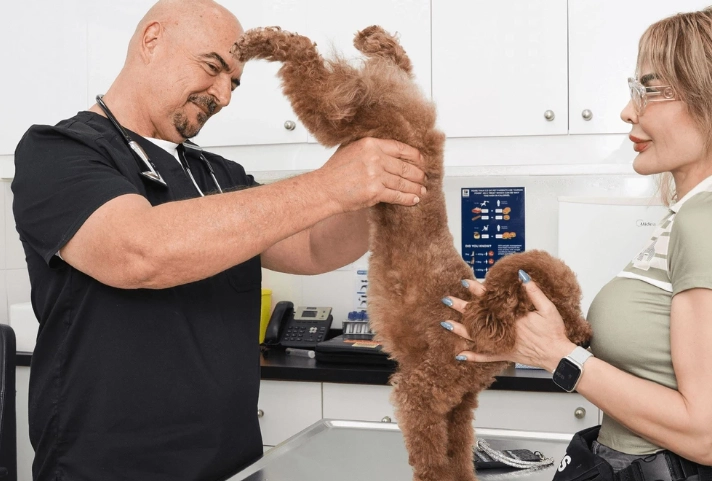 urinary tract infection in dogs urinary tract infection in dogs