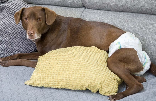 how long does a dog stay in heat