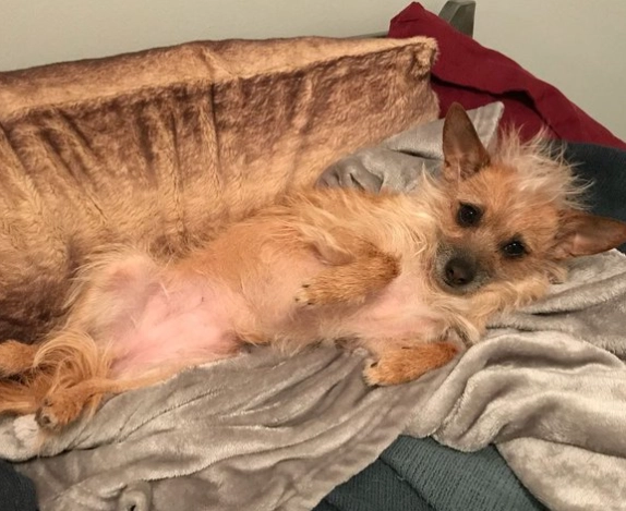 how to treat dog uti