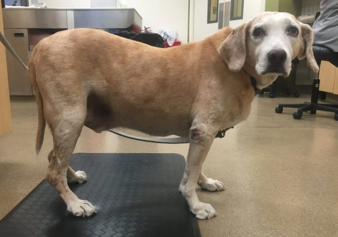 treatment for canine cushing's