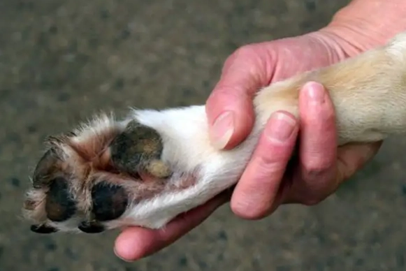 dog ear yeast infection