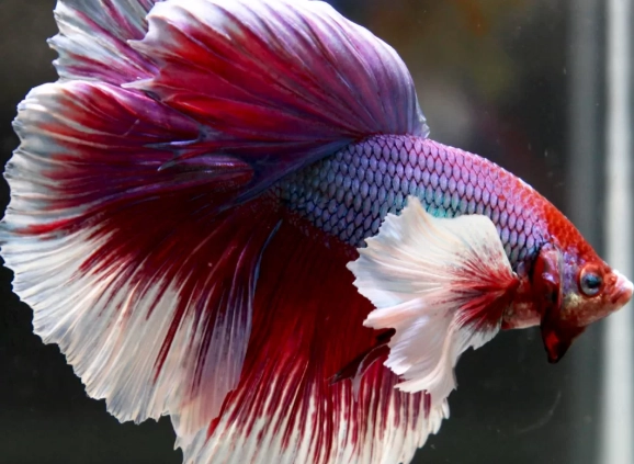 betta fish fighting fish