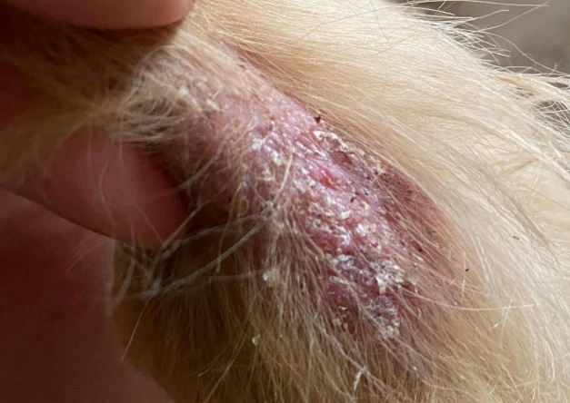 dog hot spot home remedy dog hot spot home remedy