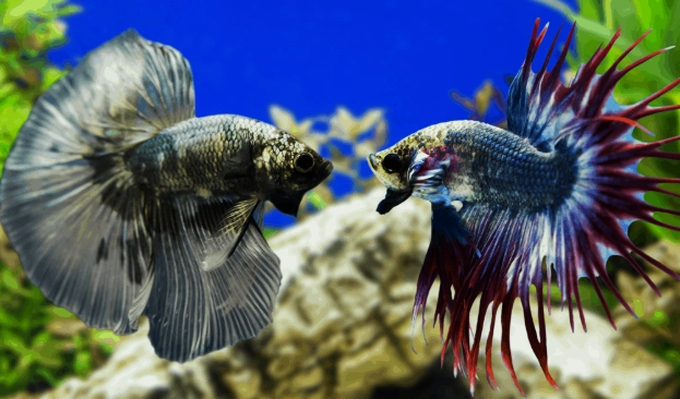 why do betta fish fight