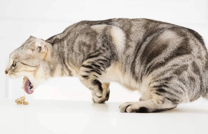 cat vomiting