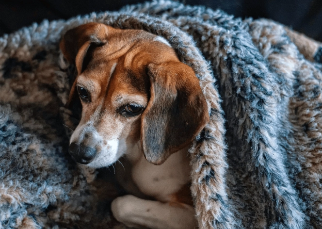 how long does a dog stay in heat