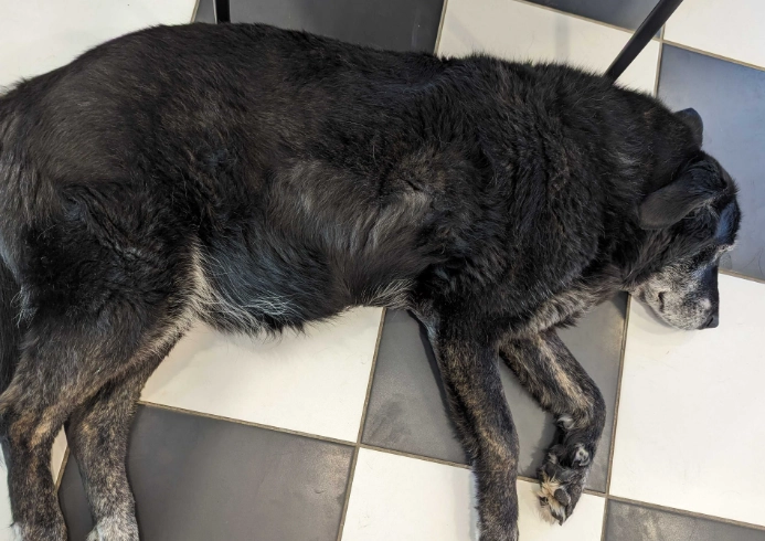 treatment for canine cushing's