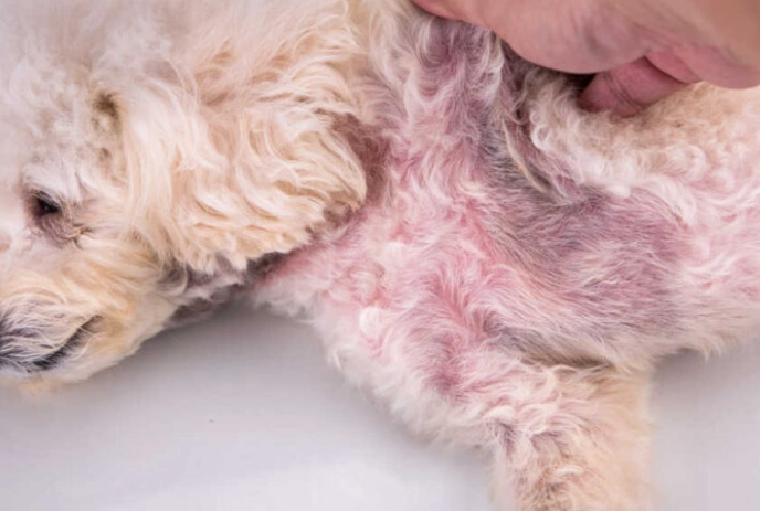 cushing's disease in dogs