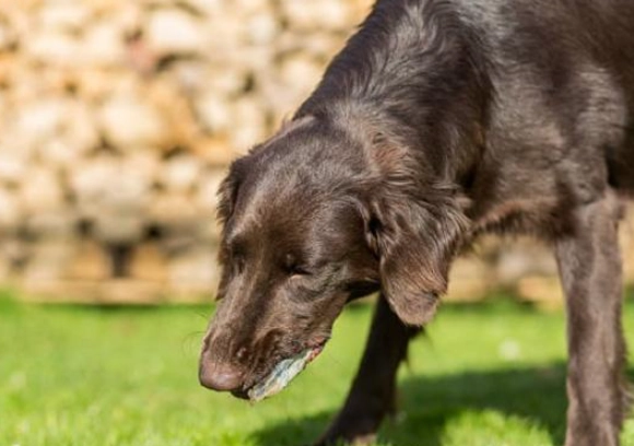 how to give activated charcoal to dogs how to give activated charcoal to dogs