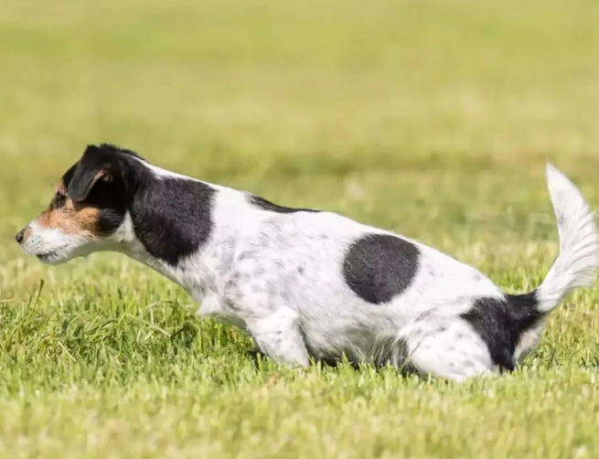 uti in dogs symptoms