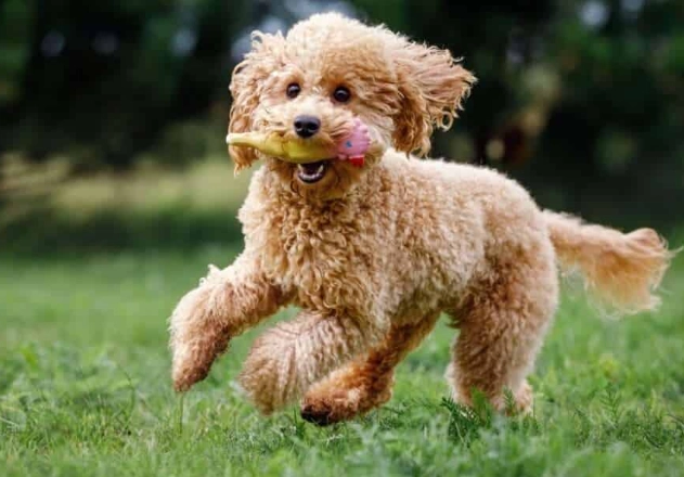 toy poodle